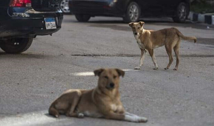 مصر تبدأ إنشاء مراكز إيواء لـ الكلاب الضالة في 12 محافظة. تخصيص أراضٍ بعيدة عن الكتل السكنية وجمع الكلاب وتطعيمها وتعقيمها. إنشاء 4 مراكز كمرحلة أولى بـ القاهرة والجيزة والبحيرة والغربية لضبط الظاهرة 